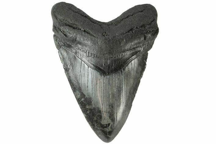 Fossil Megalodon Tooth - South Carolina #164979